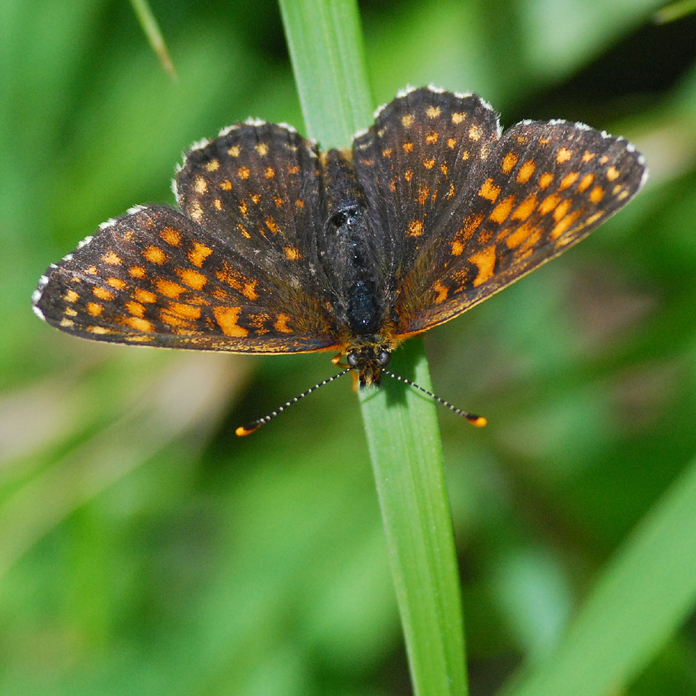 Tämän kuvan alt-attribuutti on tyhjä; Tiedoston nimi on diaminasweiz310707.ha-alppireissu-4-039.jpg
